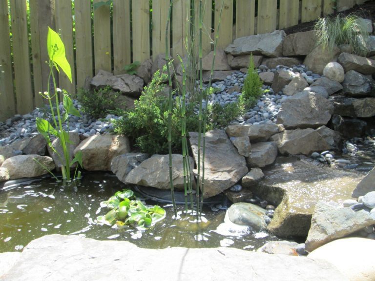 Garden pond with rocks and plants