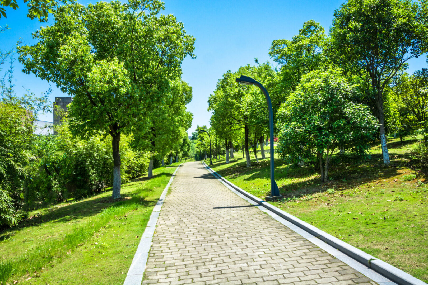 Serene pathway surrounded by lush trees